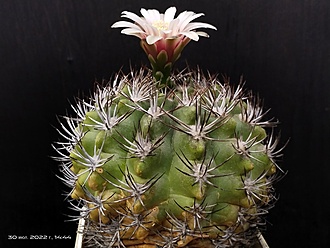 Нажмите на изображение для увеличения.

Название:	Gymnocalycium mostii v.kurtzianum 2.007.jpg
Просмотров:	831
Размер:	173.6 Кб
ID:	516368