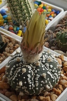 Нажмите на изображение для увеличения.

Название:	Astrophytum cv.jpg
Просмотров:	1469
Размер:	185.0 Кб
ID:	516526