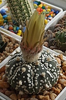 Нажмите на изображение для увеличения.

Название:	Astrophytum cv.jpg
Просмотров:	1385
Размер:	185.0 Кб
ID:	516526