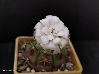 Нажмите на изображение для увеличения.

Название:	Gymnocalycium damsii v.multiproliferum 3.003.jpg
Просмотров:	1268
Размер:	81.2 Кб
ID:	516586