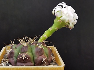 Нажмите на изображение для увеличения.

Название:	Gymnocalycium damsii v.multiproliferum 3.002.jpg
Просмотров:	1281
Размер:	116.9 Кб
ID:	516587