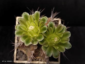 Нажмите на изображение для увеличения.

Название:	Gymnocalycium chlorosticum 3.010.jpg
Просмотров:	522
Размер:	109.2 Кб
ID:	516608