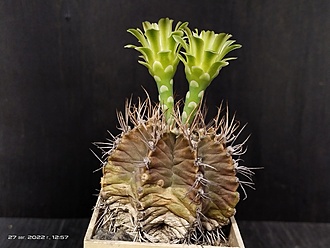 Нажмите на изображение для увеличения.

Название:	Gymnocalycium chlorosticum 3.009.jpg
Просмотров:	538
Размер:	149.3 Кб
ID:	516609