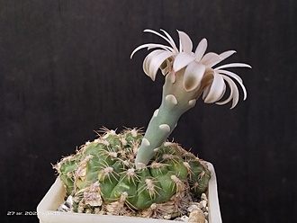 Нажмите на изображение для увеличения.

Название:	Gymnocalycium amerhauseri ssp.altagraciense 1.008.jpg
Просмотров:	534
Размер:	122.0 Кб
ID:	516610