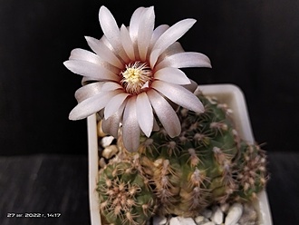 Нажмите на изображение для увеличения.

Название:	Gymnocalycium amerhauseri ssp.altagraciense 1.009.jpg
Просмотров:	535
Размер:	116.1 Кб
ID:	516611