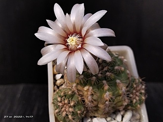 Нажмите на изображение для увеличения.

Название:	Gymnocalycium amerhauseri ssp.altagraciense 1.009.jpg
Просмотров:	514
Размер:	116.1 Кб
ID:	516611