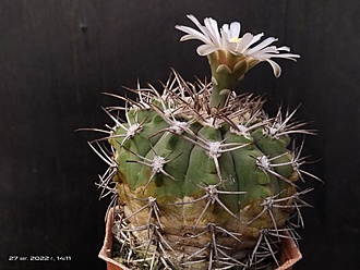 Нажмите на изображение для увеличения.

Название:	Gymnocalycium bozsingianum 2,002.jpg
Просмотров:	512
Размер:	158.3 Кб
ID:	516613