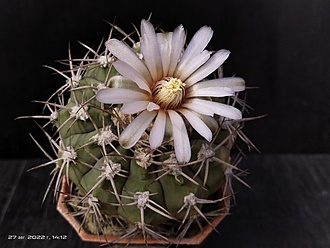 Нажмите на изображение для увеличения.

Название:	Gymnocalycium bozsingianum 2,005.jpg
Просмотров:	501
Размер:	137.6 Кб
ID:	516614