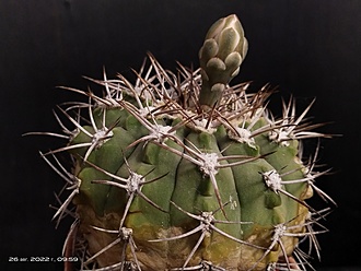 Нажмите на изображение для увеличения.

Название:	Gymnocalycium bozsingianum 2,001.jpg
Просмотров:	510
Размер:	161.8 Кб
ID:	516615