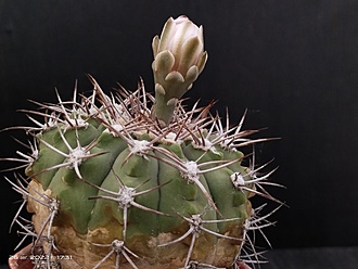 Нажмите на изображение для увеличения.

Название:	Gymnocalycium bozsingianum 2,001a.jpg
Просмотров:	499
Размер:	150.2 Кб
ID:	516616