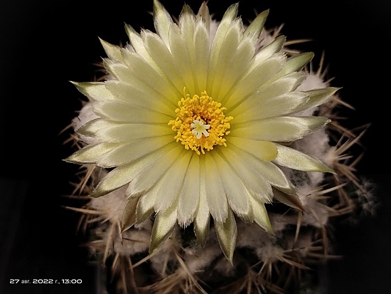 Нажмите на изображение для увеличения.

Название:	Coryphantha conimamma 1.010.jpg
Просмотров:	537
Размер:	124.0 Кб
ID:	516623