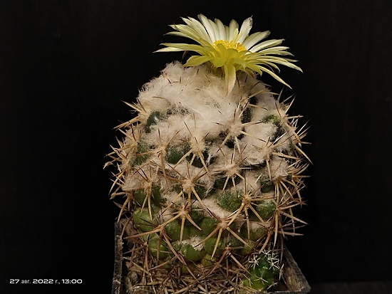 Нажмите на изображение для увеличения.

Название:	Coryphantha conimamma 1.009.jpg
Просмотров:	510
Размер:	145.9 Кб
ID:	516624