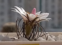 Нажмите на изображение для увеличения.

Название:	Turbinicarpus dickisoniae.jpg
Просмотров:	450
Размер:	81.1 Кб
ID:	516689