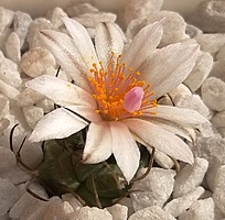 Нажмите на изображение для увеличения.

Название:	Turbinicarpus dickisoniae TGG-14001.jpg
Просмотров:	428
Размер:	225.7 Кб
ID:	516690