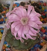 Нажмите на изображение для увеличения.  Название:	Gymnocalycium damsii evae boosii STO-1711.jpg Просмотров:	0 Размер:	194.8 Кб ID:	516698