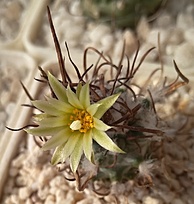 Нажмите на изображение для увеличения.  Название:	Turbinicarpus flaviflorus.jpg Просмотров:	0 Размер:	175.1 Кб ID:	516700