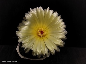 Нажмите на изображение для увеличения.

Название:	Notocactus ottonis 4.007.jpg
Просмотров:	370
Размер:	93.1 Кб
ID:	516760