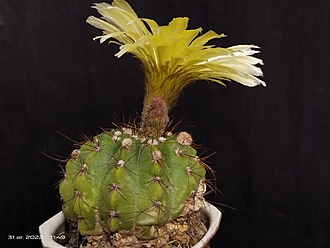 Нажмите на изображение для увеличения.

Название:	Notocactus ottonis 4.006.jpg
Просмотров:	369
Размер:	131.3 Кб
ID:	516761