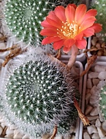 Нажмите на изображение для увеличения.

Название:	Rebutia senilis DD-109.jpg
Просмотров:	295
Размер:	215.6 Кб
ID:	516774