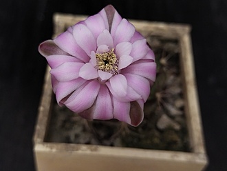 Нажмите на изображение для увеличения.  Название:	Gymnocalycium damsii ssp. evae v.boosii STO 1711 1. 003.jpg Просмотров:	0 Размер:	93.3 Кб ID:	516789