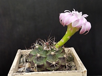 Нажмите на изображение для увеличения.  Название:	Gymnocalycium damsii ssp. evae v.boosii STO 1711 1. 002.jpg Просмотров:	0 Размер:	132.7 Кб ID:	516790