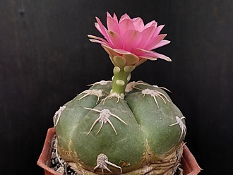 Нажмите на изображение для увеличения.

Название:	Gymnocalycium denudatum cv.”Jan Schuba” 2.002.jpg
Просмотров:	1222
Размер:	130.3 Кб
ID:	516792