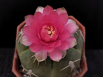 Нажмите на изображение для увеличения.

Название:	Gymnocalycium denudatum cv.”Jan Schuba” 2.003.jpg
Просмотров:	1212
Размер:	91.7 Кб
ID:	516791