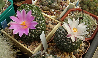 Нажмите на изображение для увеличения.

Название:	Ariocarpus kotschoubeyanus.jpg
Просмотров:	1032
Размер:	166.3 Кб
ID:	517385