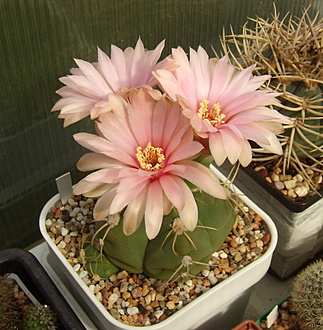 Нажмите на изображение для увеличения.

Название:	Gymnocalycium horstii v. buenekeri4.jpg
Просмотров:	1007
Размер:	222.2 Кб
ID:	517386