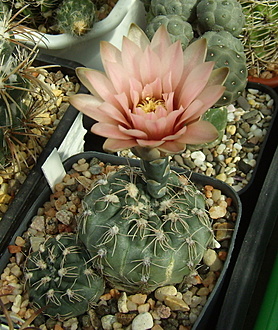 Нажмите на изображение для увеличения.

Название:	Gymnocalycium poeschlii3 LB326.jpg
Просмотров:	1027
Размер:	259.8 Кб
ID:	517387