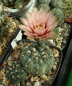 Нажмите на изображение для увеличения.

Название:	Gymnocalycium poeschlii3 LB326.jpg
Просмотров:	1012
Размер:	259.8 Кб
ID:	517387