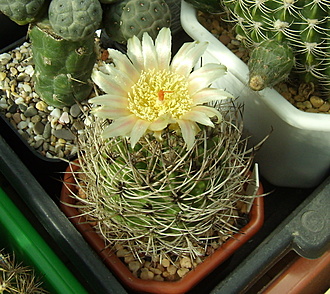 Нажмите на изображение для увеличения.

Название:	Pyrrhocactus eriosyzoidez v. domeykoensis5.jpg
Просмотров:	1013
Размер:	253.2 Кб
ID:	517388