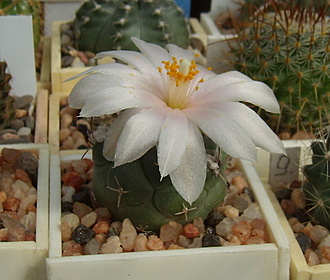 Нажмите на изображение для увеличения.

Название:	Turbinicarpus lophophoroides3.jpg
Просмотров:	1008
Размер:	148.6 Кб
ID:	517389
