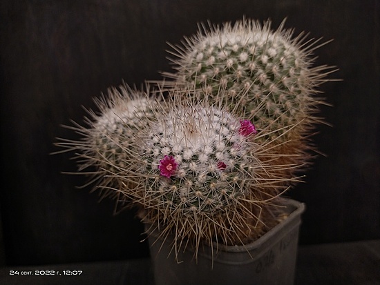 Нажмите на изображение для увеличения.

Название:	Mammillaria geminispina 2.002.jpg
Просмотров:	621
Размер:	140.9 Кб
ID:	517618