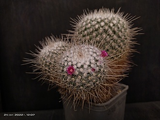 Нажмите на изображение для увеличения.

Название:	Mammillaria geminispina 2.002.jpg
Просмотров:	110
Размер:	140.9 Кб
ID:	541725