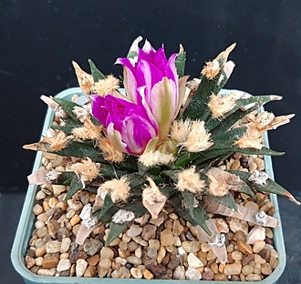 Нажмите на изображение для увеличения.

Название:	ariocarpus agavoides.jpg
Просмотров:	535
Размер:	271.8 Кб
ID:	517696