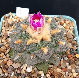 Нажмите на изображение для увеличения.

Название:	Ariocarpus fissuratus.jpg
Просмотров:	529
Размер:	301.1 Кб
ID:	517699