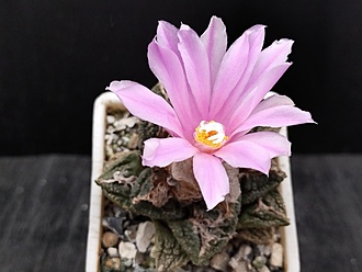 Нажмите на изображение для увеличения.

Название:	Roseocactus fissuratus 3.003.jpg
Просмотров:	354
Размер:	117.1 Кб
ID:	517787