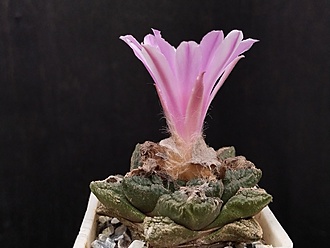 Нажмите на изображение для увеличения.

Название:	Roseocactus fissuratus 3.002.jpg
Просмотров:	375
Размер:	122.3 Кб
ID:	517788