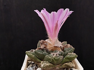 Нажмите на изображение для увеличения.

Название:	Roseocactus fissuratus 3.002.jpg
Просмотров:	362
Размер:	122.3 Кб
ID:	517788