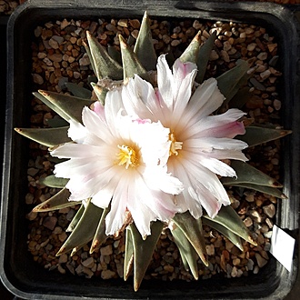 Нажмите на изображение для увеличения.

Название:	Ariocarpus retusus v. scapharostroides.jpg
Просмотров:	801
Размер:	251.2 Кб
ID:	517899