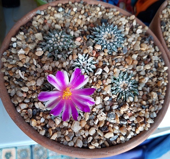 Нажмите на изображение для увеличения.

Название:	Ariocarpus kotschoubeyanus v. macdowellii.jpg
Просмотров:	806
Размер:	273.0 Кб
ID:	517902