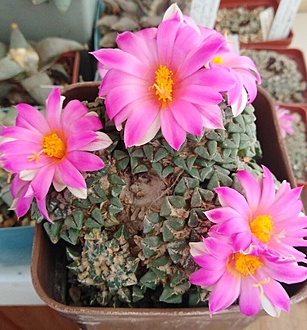 Нажмите на изображение для увеличения.

Название:	IMG_20221003_163746.jpg
Просмотров:	788
Размер:	216.1 Кб
ID:	517937