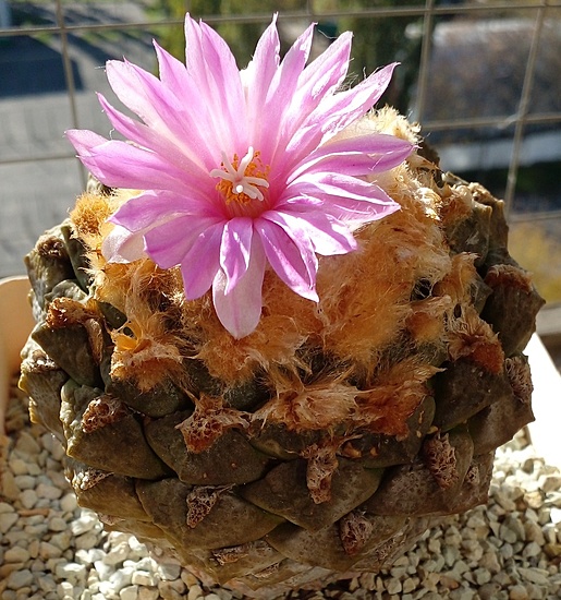 Нажмите на изображение для увеличения.

Название:	Roseocactus lloydii 2022.jpg
Просмотров:	394
Размер:	257.3 Кб
ID:	518474