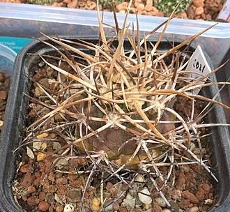 Нажмите на изображение для увеличения.

Название:	gymnocalicium.jpg
Просмотров:	449
Размер:	351.4 Кб
ID:	518488