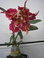 Нажмите на изображение для увеличения.

Название:	Adenium Wealthy.jpg
Просмотров:	307
Размер:	135.5 Кб
ID:	518882