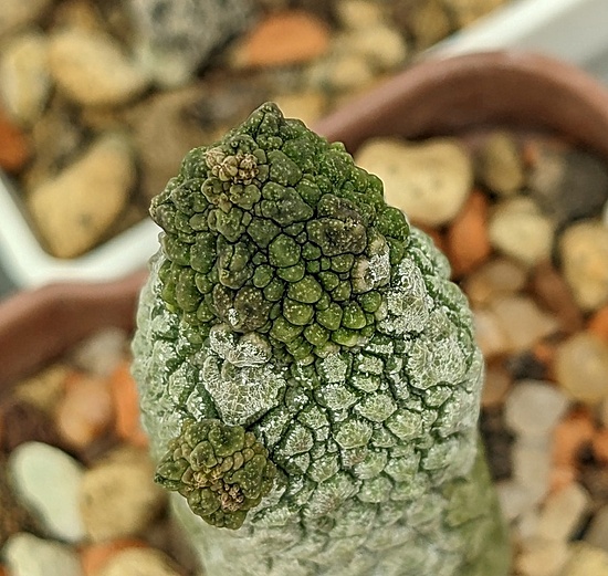 Нажмите на изображение для увеличения.

Название:	Pseudolithos1.jpg
Просмотров:	879
Размер:	231.0 Кб
ID:	519034