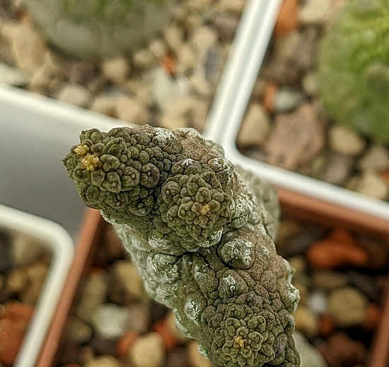 Нажмите на изображение для увеличения.

Название:	Pseudolithos2.jpg
Просмотров:	885
Размер:	192.8 Кб
ID:	519035