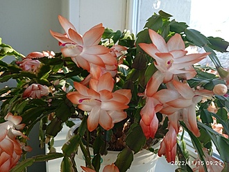 Нажмите на изображение для увеличения.

Название:	Zigocactus x1 003.jpg
Просмотров:	771
Размер:	185.6 Кб
ID:	519157