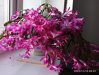 Нажмите на изображение для увеличения.

Название:	Zigocactus truncatus cv.Lilofee 008.jpg
Просмотров:	771
Размер:	181.0 Кб
ID:	519158